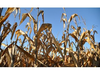 Property photo 14 - 220.9 +/- Acres Offered in 5 Tracts - Farmland Auction